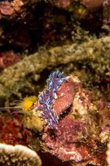 Blue dragon nudibranchs, Pteraeolidia ianthina