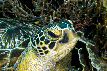 Naklejka na ściany i meble Sea Green Turtle, Chelonia Mydas. 