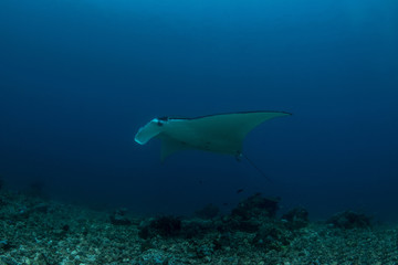 The Reef Manta Rray, Manta Alfredi.