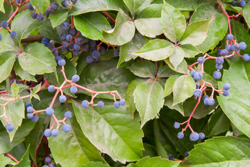 blue berries on the background of green hedge