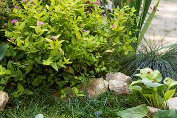 beautiful flowering plants in a small yard