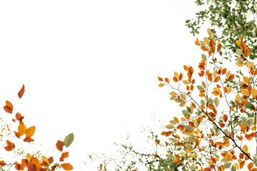 The Orange, Red, Yellow and Greens of Autumn - 9