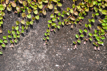 Green creeper plant on old cement wall