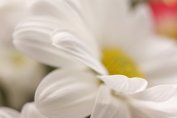 Obraz premium SONY DSC