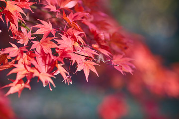 Season of beautiful autumn leaves