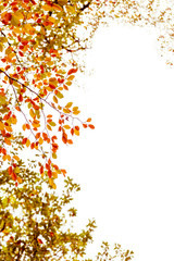 The Orange, Red, Yellow and Greens of Autumn - 7