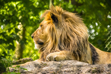 Majestic lion portrait