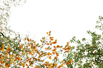 The Orange, Red, Yellow and Greens of Autumn - 6