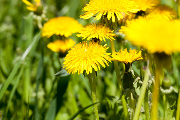 group of yellow dandelions