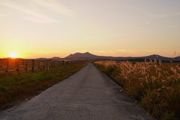 日没の夕日に映えるススキの光景