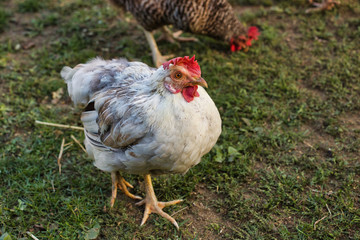 Full view of white-grey hen on the farm