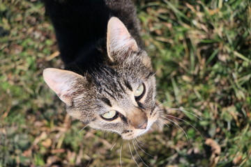 the cat is walking on the street in autumn