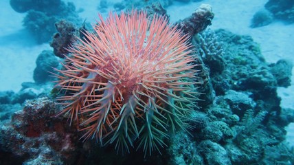 Naklejka na ściany i meble Crown of thorns starfish - Acanthaster planci - the world largest starfish , predator of hard corals, causes destruction of coral reef