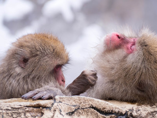 Japanese Snow monkey Macaque in hot spring Onsen Jigokudan Park, Nakano,now Monkey Japanese Macaques bathe in onsen hot springs at Nagano, Japan.