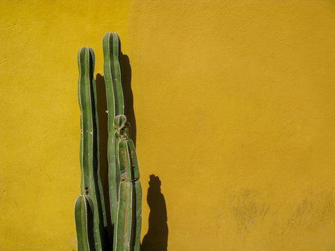 A tall dark green cactus plant against a yellow ochre painted wall in Mexico, with room for text / copy space.