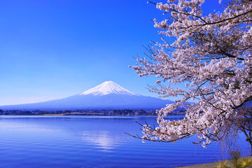 河口湖北岸から見る満開の桜と富士山

