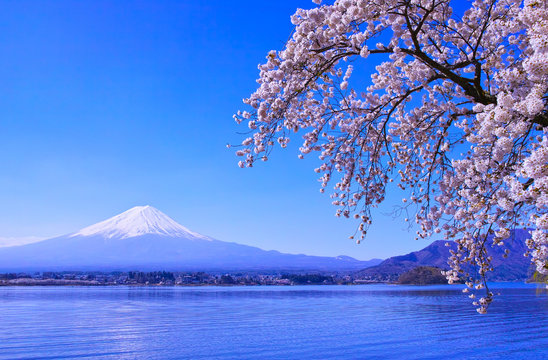 河口湖北岸から見る満開の桜と富士山© 7maru