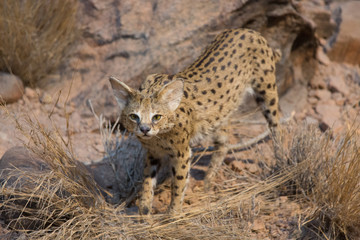 ocelot