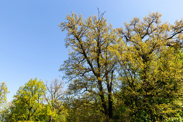 deciduous trees