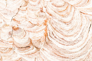 Close up of asian hornets part of top nest exterior outside macro studio on white background