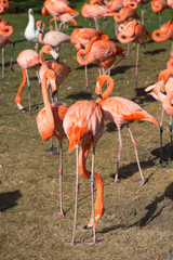 group of pink flamingos