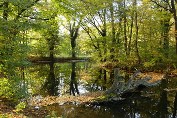 Fototapeta na wymiar Teich im herbstlichen Naturpark