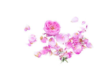 tender roses on a white background, roses, white background, rose petals