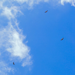 The Griffon Vulture (Gyps fulvus) flies in the sky over the mountains in the North Caucasus in Russia.
