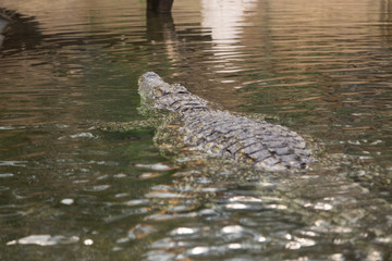 crocodile in water