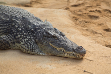 Obraz premium crocodile in a zoo