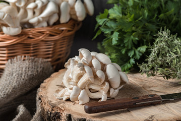 Raw oyster mushrooms with knife on the cross section of the big old tree on a rustic table. basket...