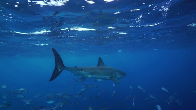 White shark swims across the camera, Neptune Islands, South Australia.
