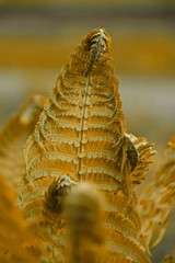 Yellow fern leaves. Closeup of yellow fern leaves.