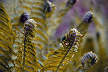 Yellow fern leaves. Closeup of yellow fern leaves.