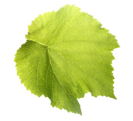 grape leaf, green grape leaf on white background, green grapes, greens, white background