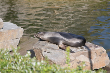seal in a water