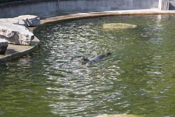 seal in a water
