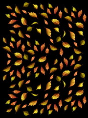 Autumn colorful leaves on a black background.