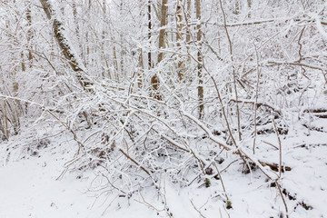 New snow in the woods