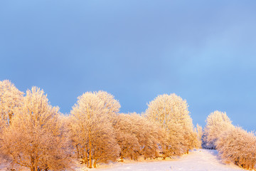 Tree grove with hoarfrost in wintry cold rural landscape