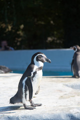 penguin