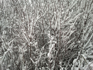 Śnieg na łące - obrazy, fototapety, plakaty