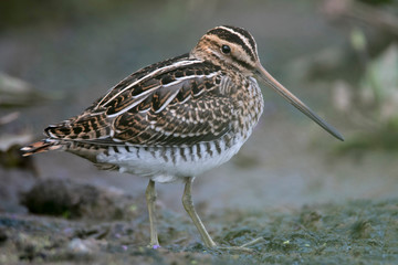 Close-up of Common Snipe (Gallinago gallinago)