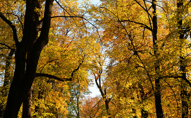 Fototapeta premium Trees at autumn.