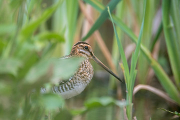 Common Snipe Amongst the Reeds (Gallinago gallinago)