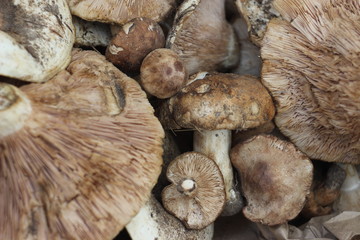wild mushrooms collected in a basket