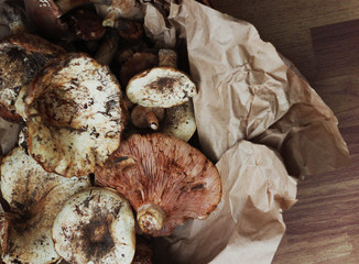 wild mushrooms collected in a basket