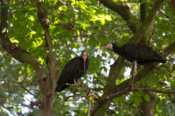 crane and marabou