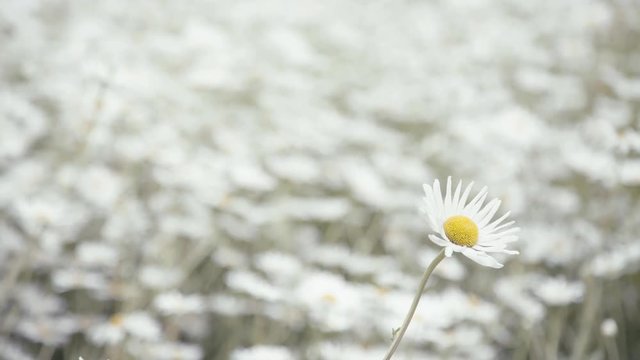 Focus One Daisy Flower Blowing Wind in Field Covered White Daisy Flower  