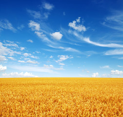 wheat field and sky
